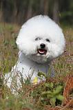 BICHON FRISE 341